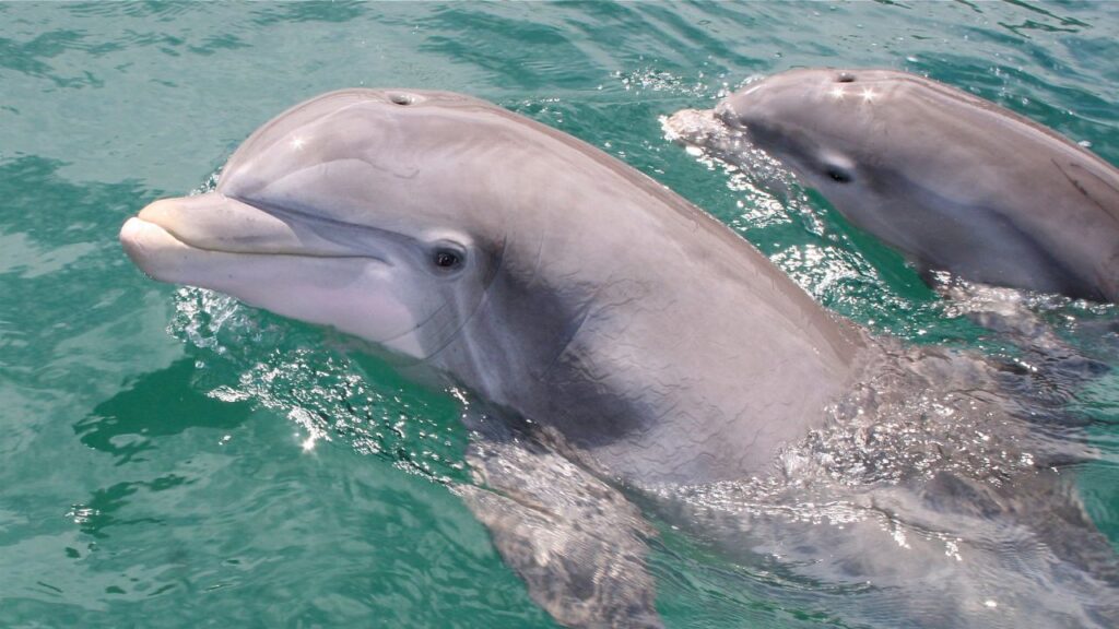 Do Dolphins Have Breast Milk