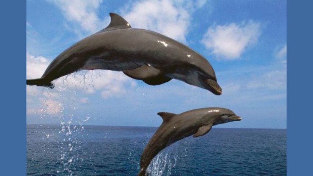 What Do Hawaiian Spinner Dolphins Eat