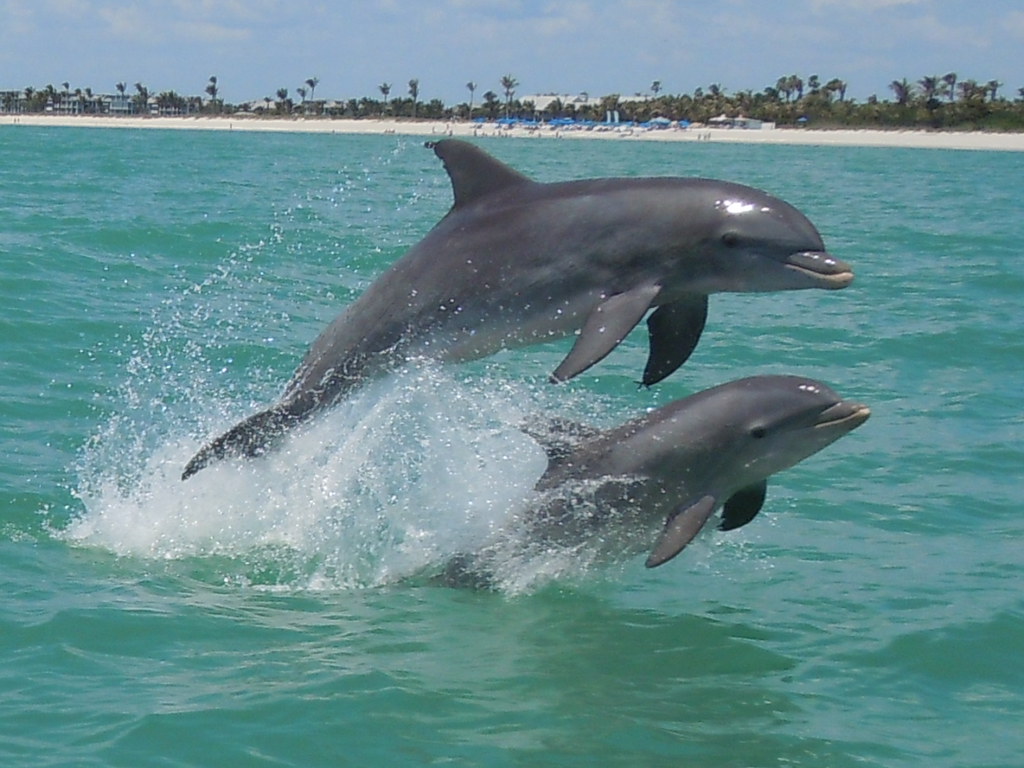 Dolphin Personality
