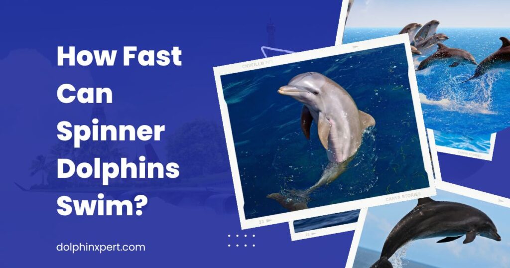 how fast can spinner dolphins swim