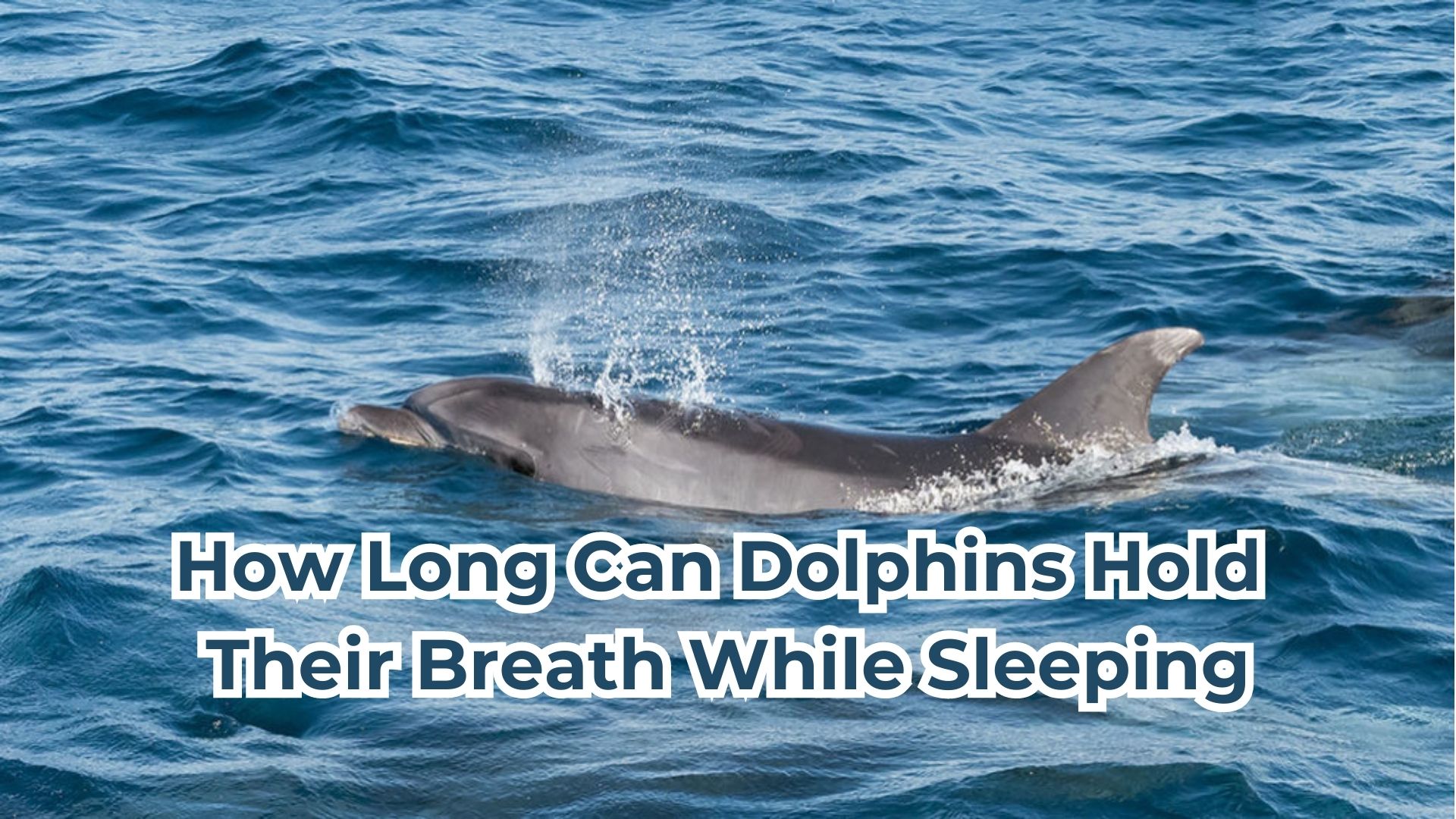 How Long Can Dolphins Hold Their Breath While Sleeping? | DolphinXpert.com