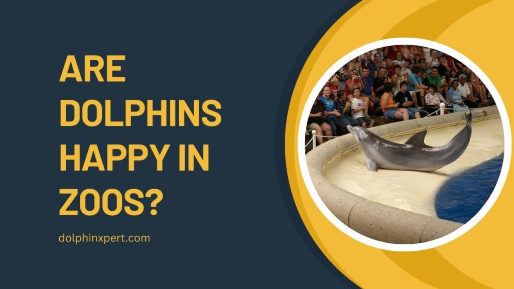 Are Dolphins Happy In Zoos