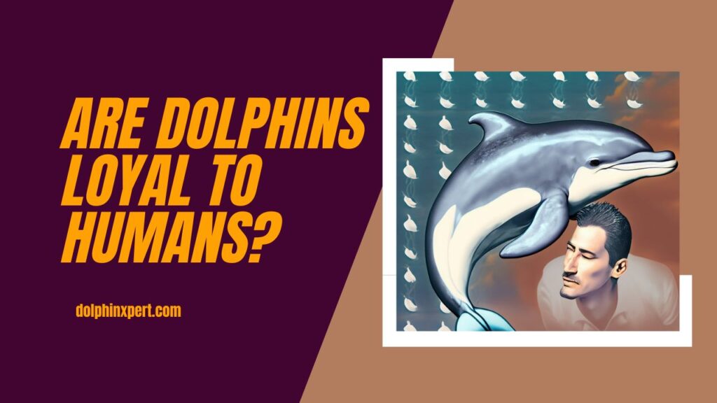 Are Dolphins Loyal To Humans