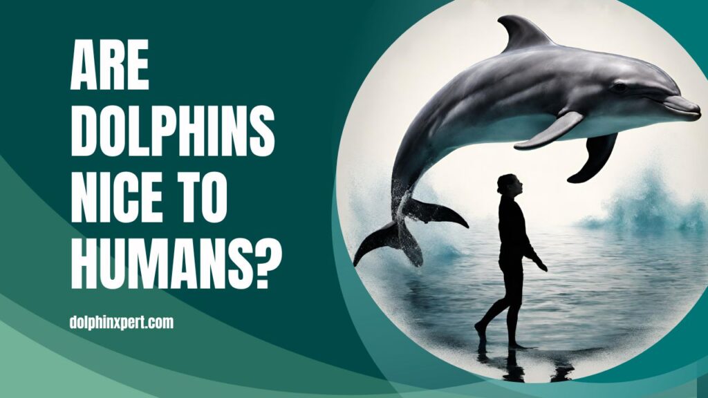 Are Dolphins Nice To Humans
