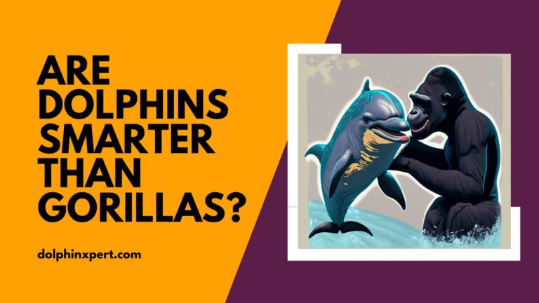 Are Dolphins Smarter Than Gorillas? From Sea to Jungle | DolphinXpert.com