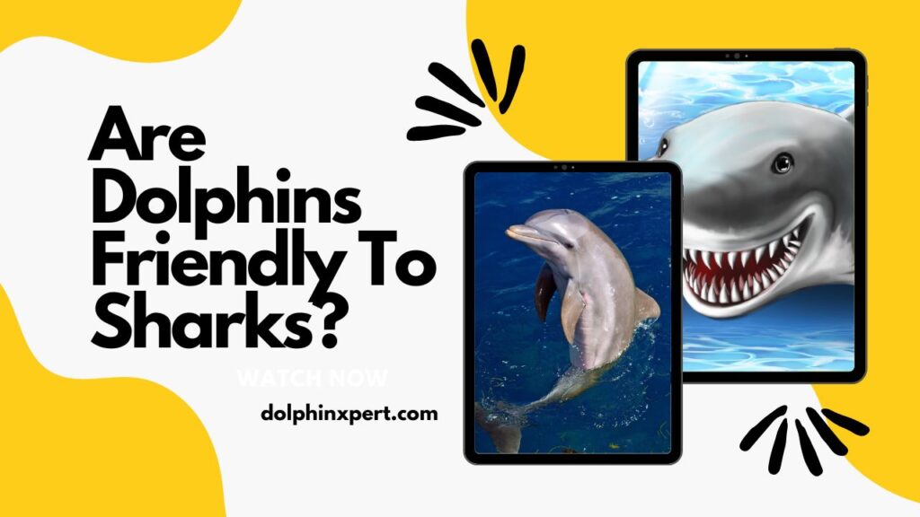 Are dolphins friendly to sharks