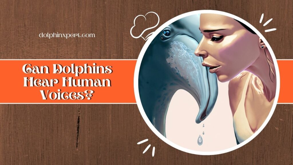 Can Dolphins Hear Human Voices