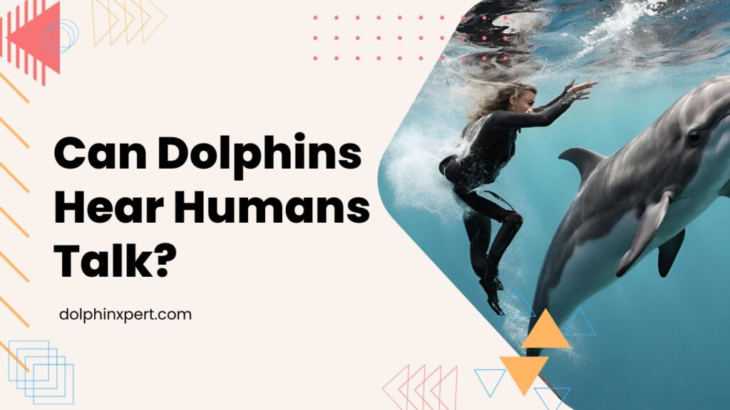 Can Dolphins Hear Humans Talk