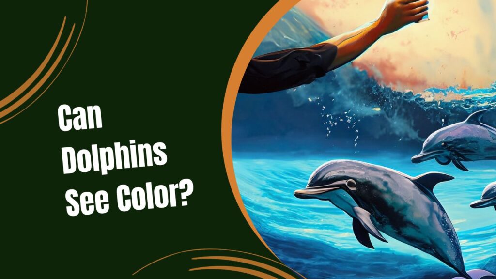 Can Dolphins See Color?