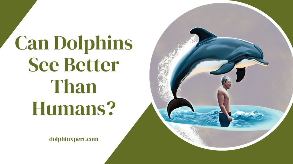 Can Dolphins See Better Than Humans