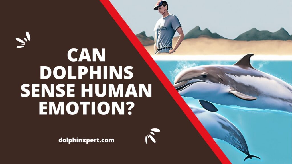 Can Dolphins Sense Human Emotion