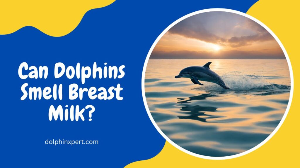 Can Dolphins Smell Breast Milk