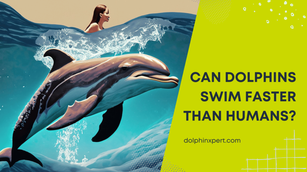 Can Dolphins Swim Faster Than Humans