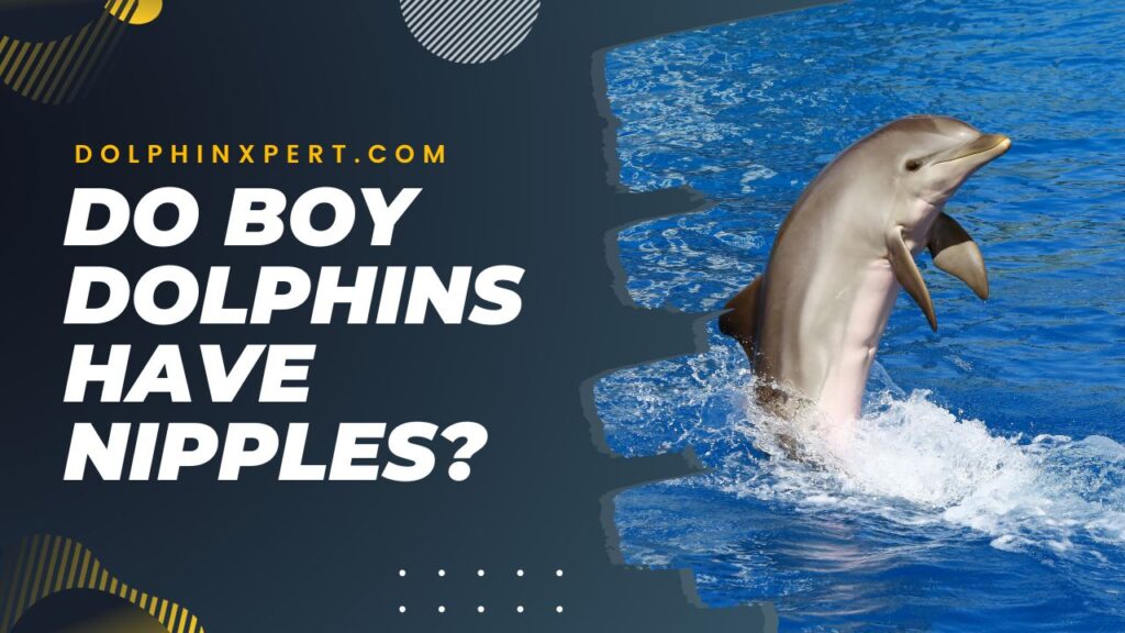 Do Boy Dolphins Have Nipples