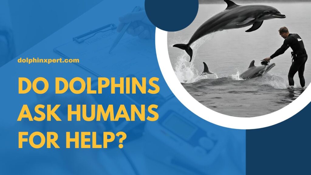 Do Dolphins Ask Humans For Help