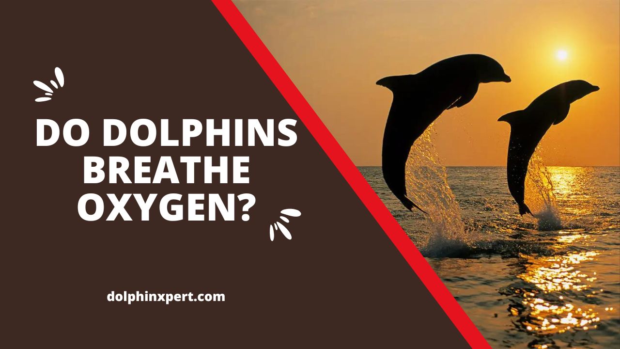 Do Dolphins Breathe Oxygen? Breath of Life DolphinXpert