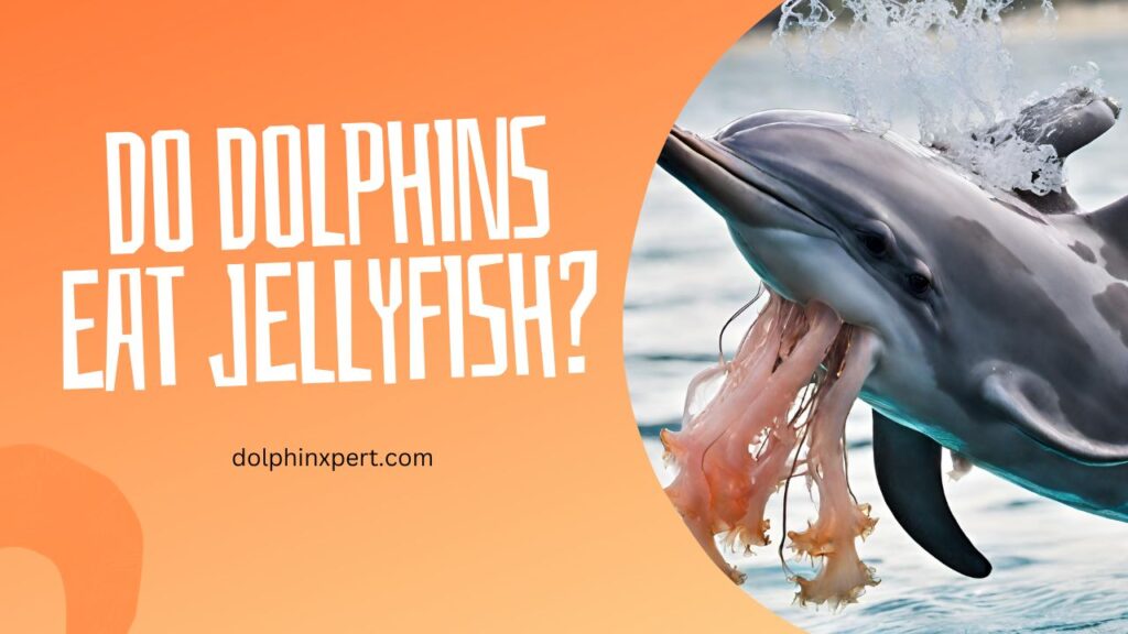 Do Dolphins Eat Jellyfish