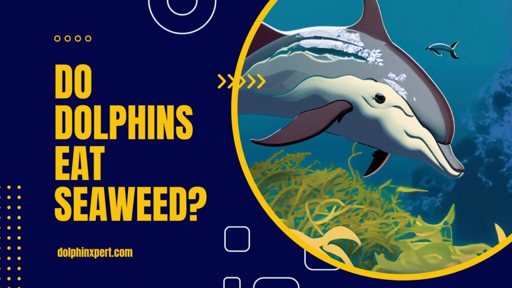 Do Dolphins Eat Seaweed