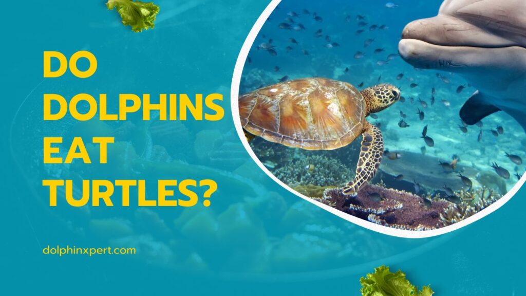 Do Dolphins Eat Turtles