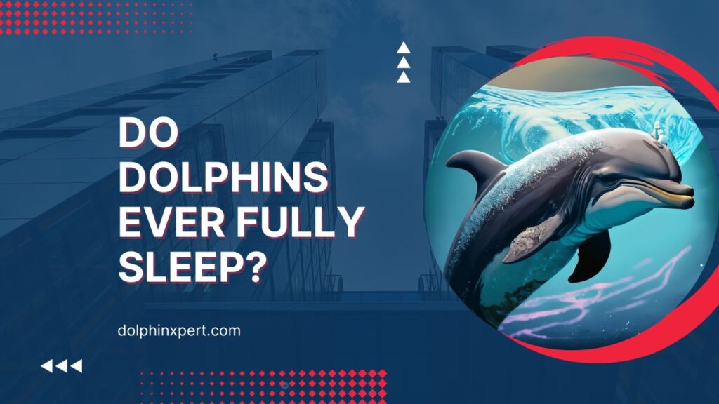 Do Dolphins Ever Fully Sleep?