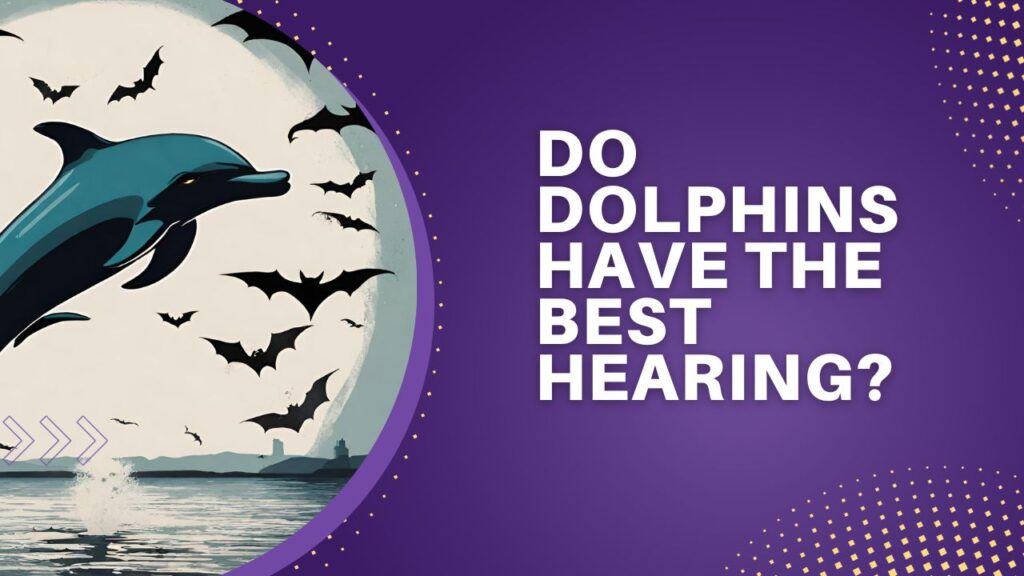 Do Dolphins Have The Best Hearing?