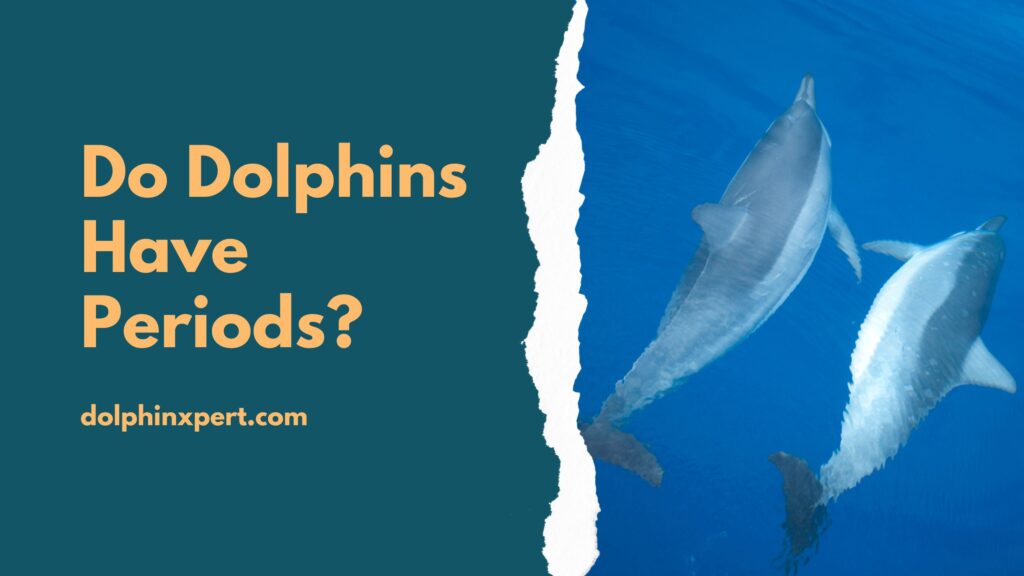 Do Dolphins Have Periods