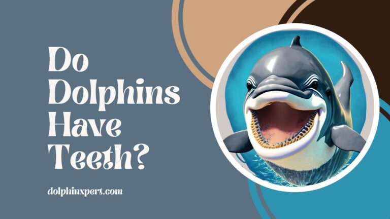 Do Dolphins Have Teeth? Do All Dolphins Have Teeth? | DolphinXpert