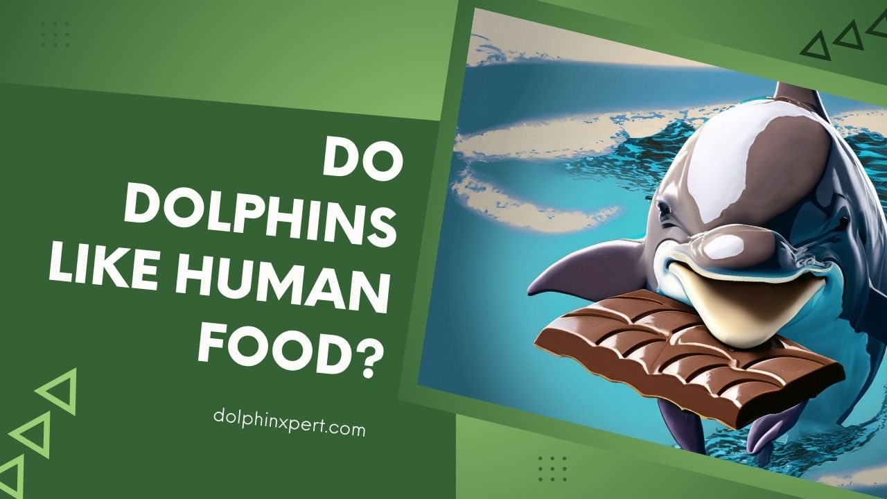 Do Dolphins Like Human Food