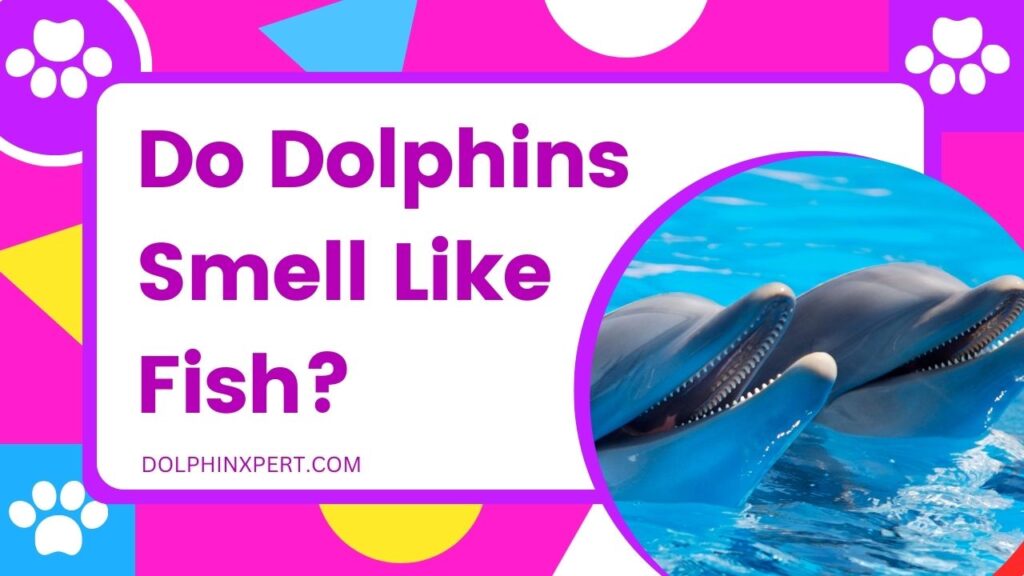 Do Dolphins Smell Like Fish