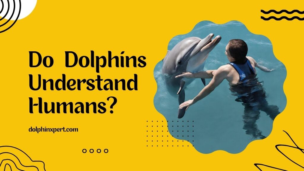 Do Dolphins Understand Humans
