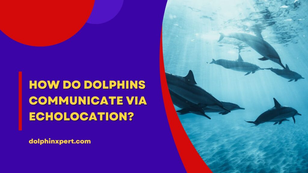 How Do Dolphins Communicate Via Echolocation
