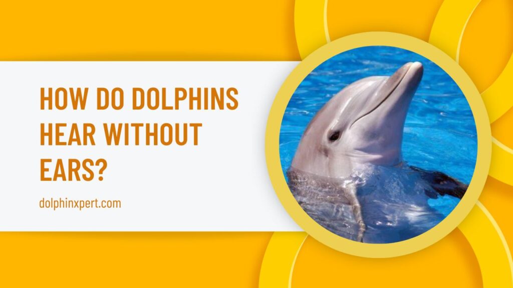 How Do Dolphins Hear Without Ears