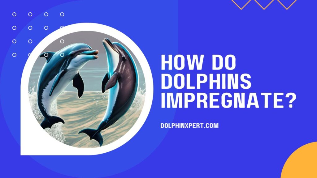 How Do Dolphins Impregnate