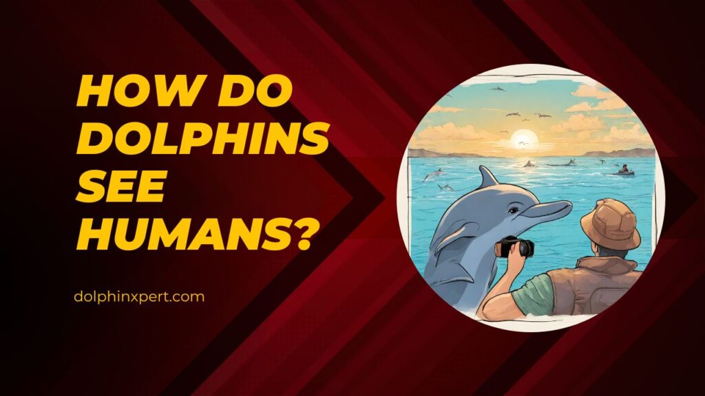 How Do Dolphins See Humans