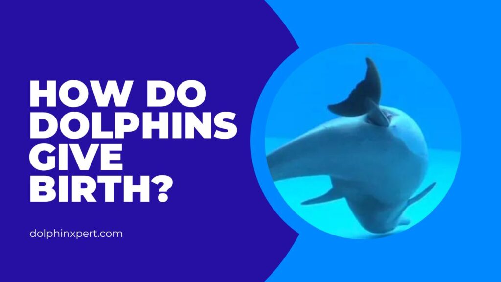 How do dolphins give birth