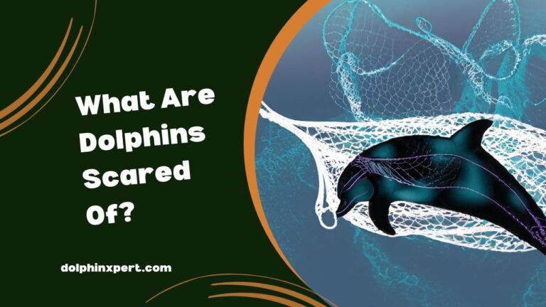 What Are Dolphins Scared Of? Unseen Dangers | DolphinXpert