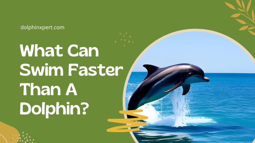 What Can Swim Faster Than A Dolphin