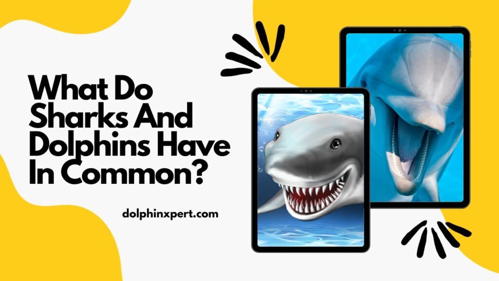 What Do Sharks And Dolphins Have In Common