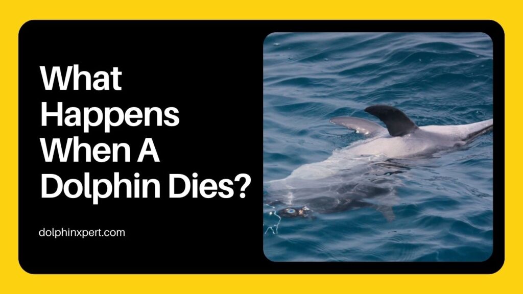 What Happens When A Dolphin Dies