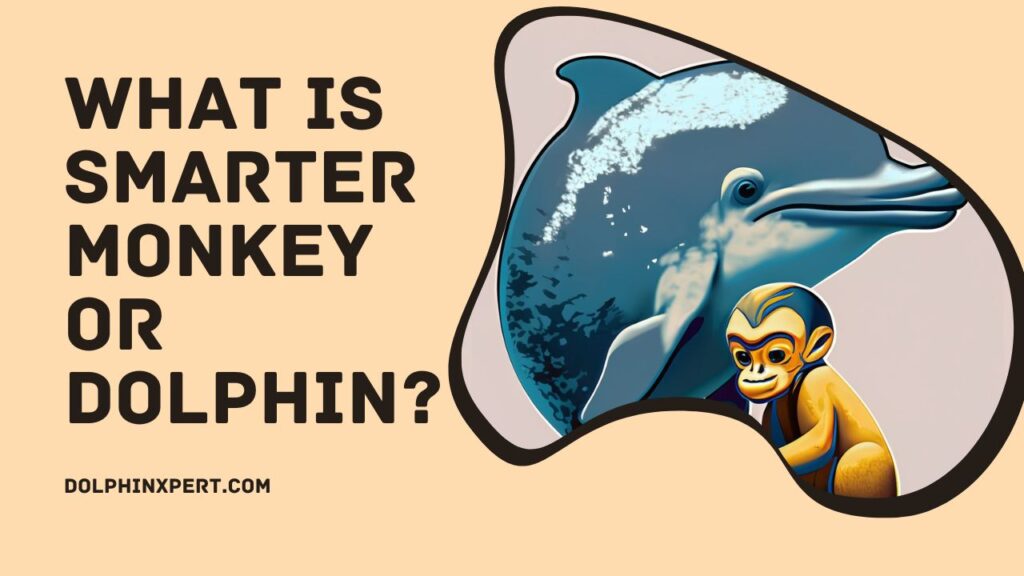 What Is Smarter Monkey Or Dolphin