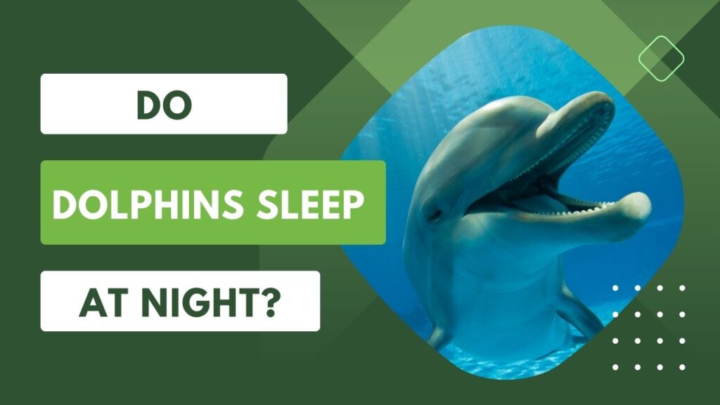 Do Dolphins Sleep At Night?