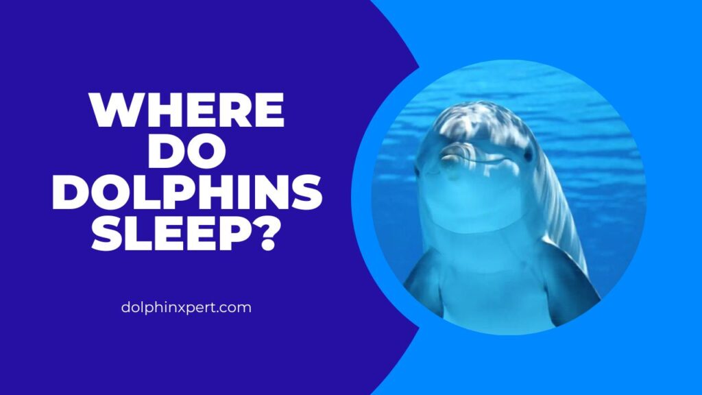 Where Do Dolphins Sleep