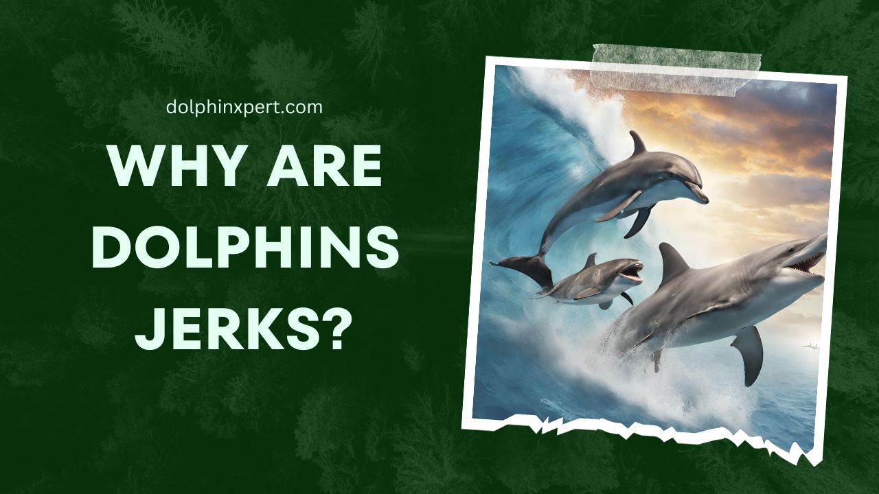 Why Are Dolphins Jerks
