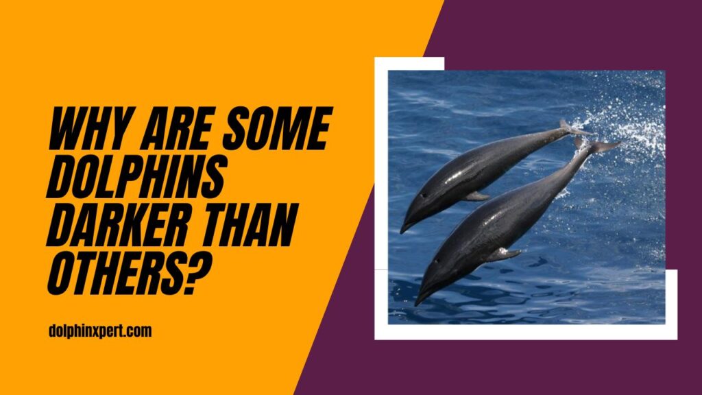 Why Are Some Dolphins Darker Than Others