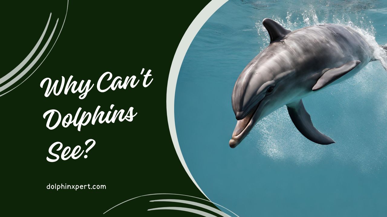 Why Can't Dolphins See? The Sensory Secrets of Dolphins | DolphinXpert