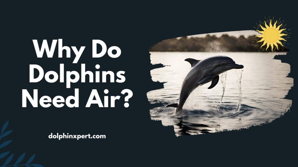 Why Do Dolphins Need Air