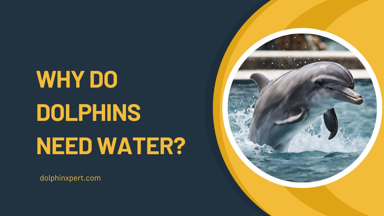 Why Do Dolphins Need Water? Unveiling the Secrets Behind | DolphinXpert.com