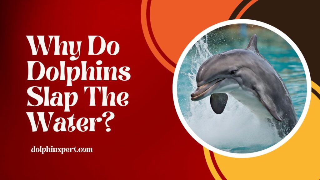 Why Do Dolphins Slap The Water