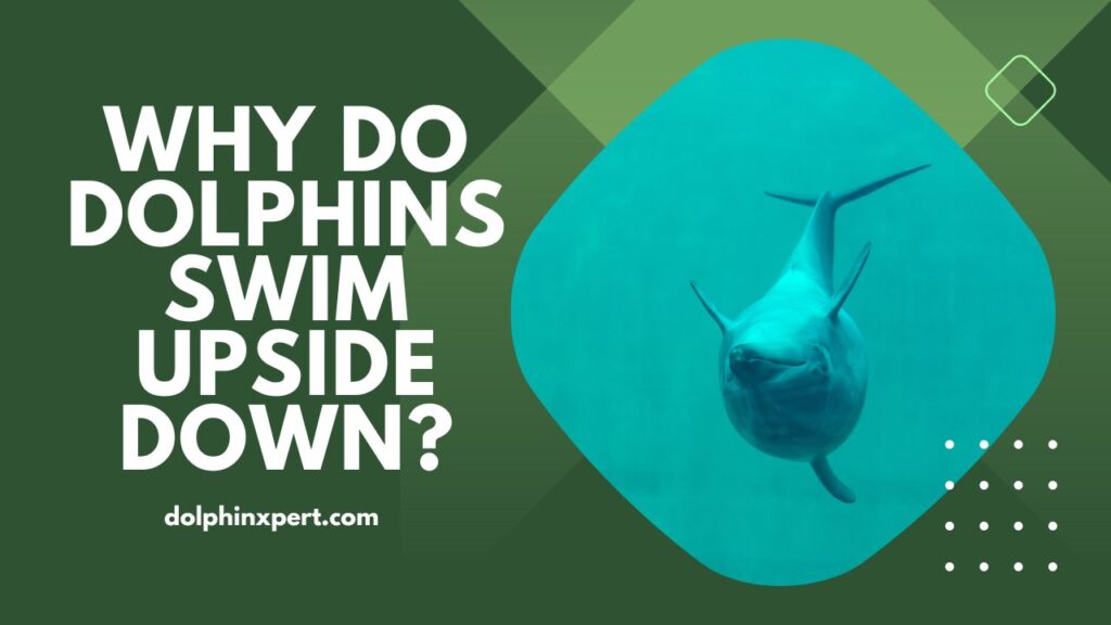 Why Do Dolphins Swim Upside Down
