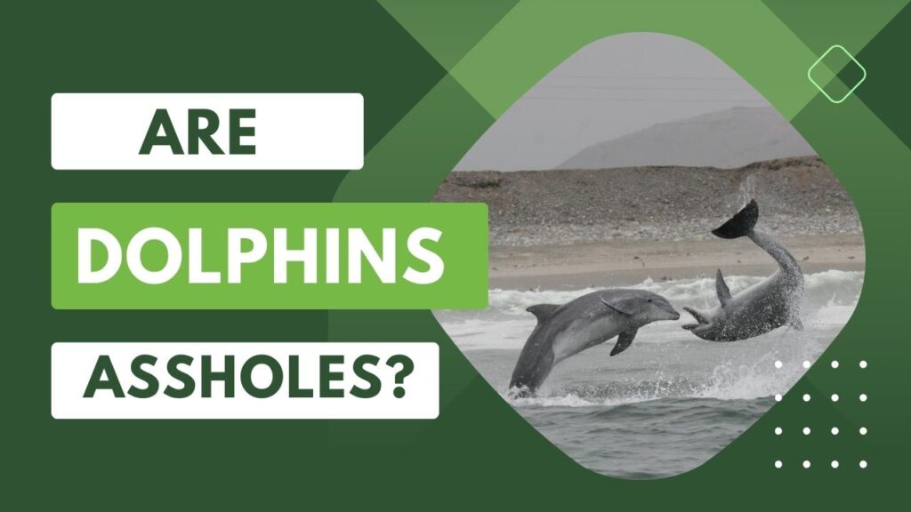 Are Dolphins Assholes 11